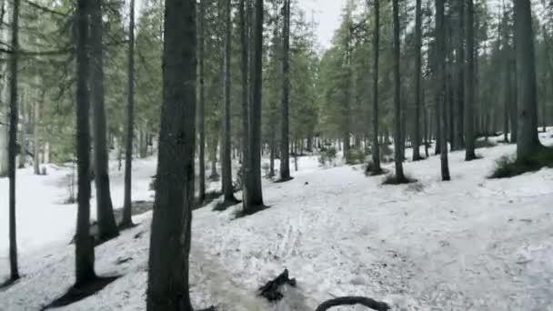 Weg naar Forest Creek. Natuurlijke weg in het bos met smeltende sneeuw en snelle beek. — Stockvideo