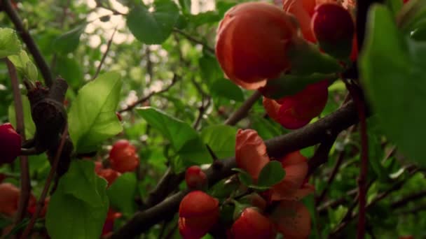 鮮やかな緑色の葉の間に咲く木。赤花の自然背景. — ストック動画
