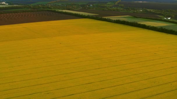Kırsal bölgedeki hava manzaralı buğday tarlası. Kuş bakışı sarı kolza tohumu tarlası — Stok video