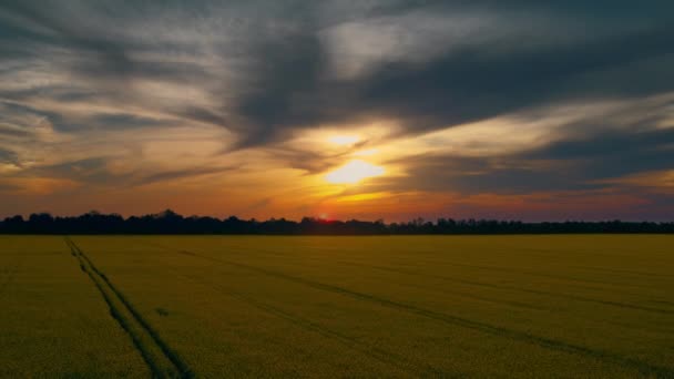 Uitzicht op zonsondergang in tarweveld met rechte lijnen. Prachtig avondlicht — Stockvideo