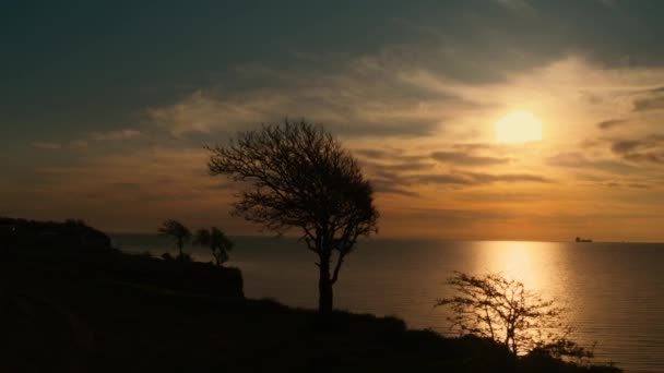 Vista aerea silhouette albero mistico al mare spiaggia dorata alba. Tramonto arancione — Video Stock