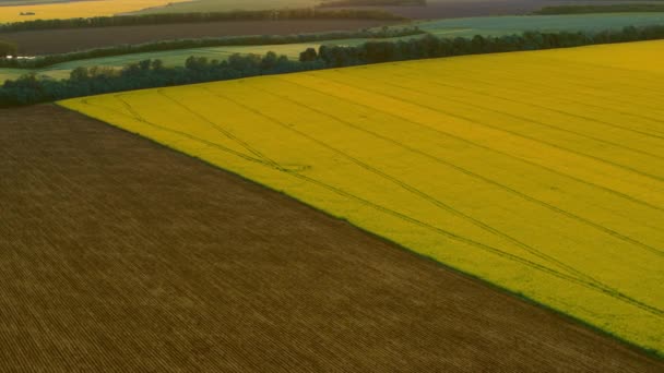 Drone görünüm karşıtlık renk alanları. Havadan bakıldığında sarı tarlalar kahverengi buğday tarlası — Stok video