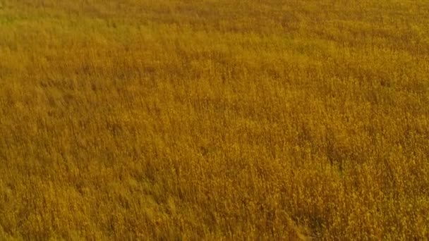 곡류 지대 가 지평선에 보인다. 여름의 밀밭 위에서 바라본 광경. — 비디오