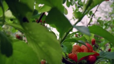 Yeşil yaprakların arasında açan güzel kırmızı ağaç çiçekleri..