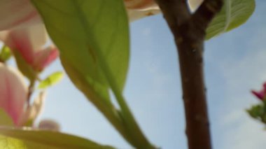 Mavi gökyüzünde parlak altın güneşe karşı açan beyaz çiçeklerin yakın görüntüsü.