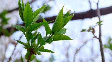 Spring branch of green trees swaying wind. One green plants growing in graden