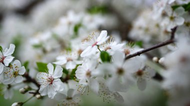 White flowers blossom on sakura tree at springtime. Cherry tree blooming