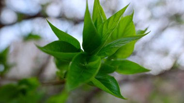 Green blooms of trees in forest. Calm branch swaying of wind in forest.