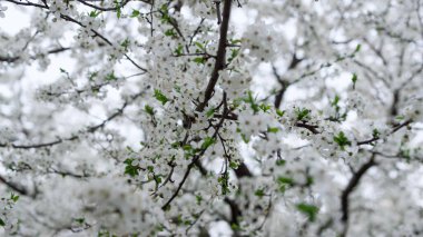 White branches of beauty cherry trees swaying in low view. Calm in nature.