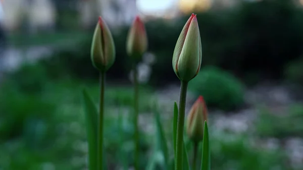 Beauty tulips bloomind in garden in start spring. Dark time in garden. — стоковое фото