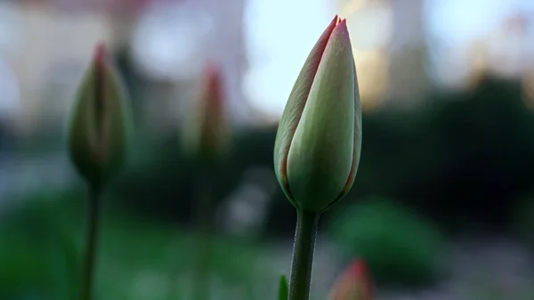 Green tulips blooming in start spring. Cold weather in spring garden. — Fotografia de Stock