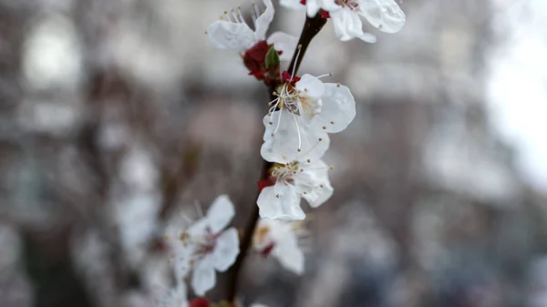 One cherry branch blooming on tree. White flowers swaying on trees. — ストック写真