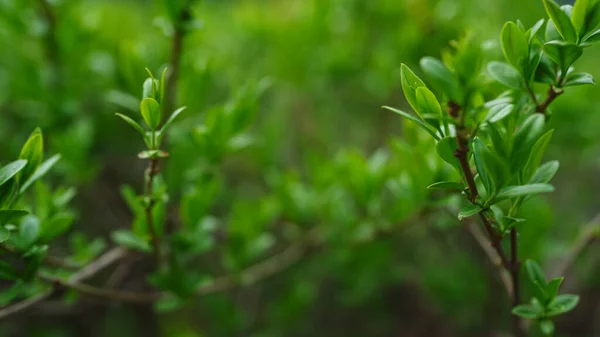 緑の春の森で成長するブッシュの緑の枝。リラックスした雰囲気. — ストック写真