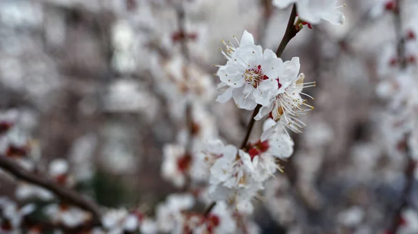 Ramo de cereja primavera crescendo na primavera. Flores brancas na árvore de cereja — Fotografia de Stock
