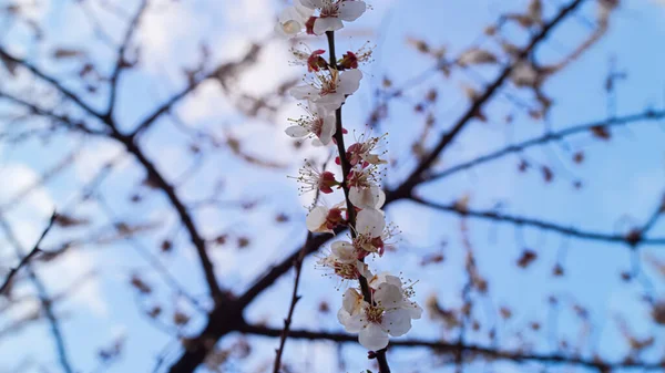 Spring cherry branch spinning in spring orchard. White tree branch blooming — Stock Photo, Image