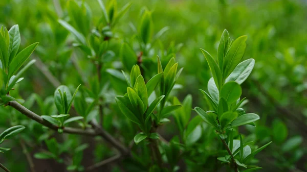 Branches of bush swaying of wind in green spring forest. Calm atmosphere. — Stockfoto