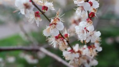 Spring cherry branch spinning in sunny weather. White cherry tree blooming