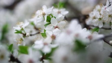White flowers blossom on sakura tree at springtime. Cherry tree blooming