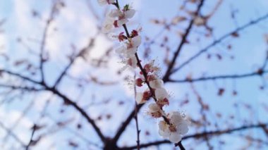 Spring cherry branch spinning in spring orchard. White tree branch blooming
