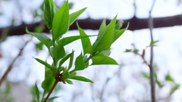 Spring branch of green trees swaying wind. One green plants growing in graden — Vídeo de Stock