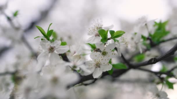 Sakura flowers macro. Closeup spring flowers blooming in garden. Cherry tree — Video Stock