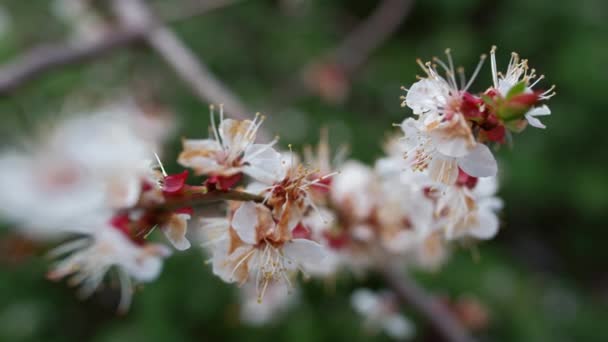 White flowers branch swaying wind at korea spring park. Spring flower blooming — стоковое видео