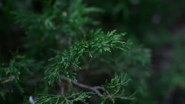 Green thuja branch swaying wind decorative coniferous plant. Evergreen foliage — Vídeo de stock