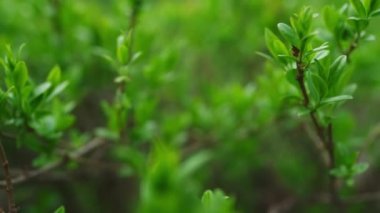 Green branches of bush growing in green spring forest. Relax atmosphere.