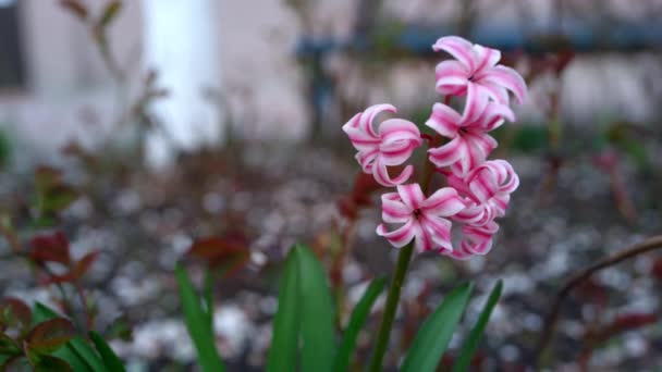 Spring flowers blossom in garden. Closeup pink flowers blooming. — Vídeo de Stock