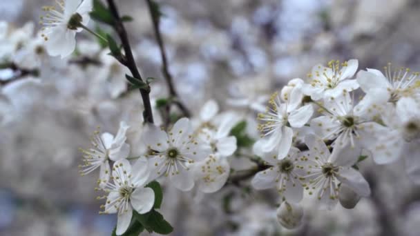 Closeup white flowers swaying wind on cherry trees. Cherry tree branch blooming — Vídeo de Stock