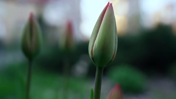 Green tulips blooming in start spring. Cold weather in spring garden. — Stockvideo