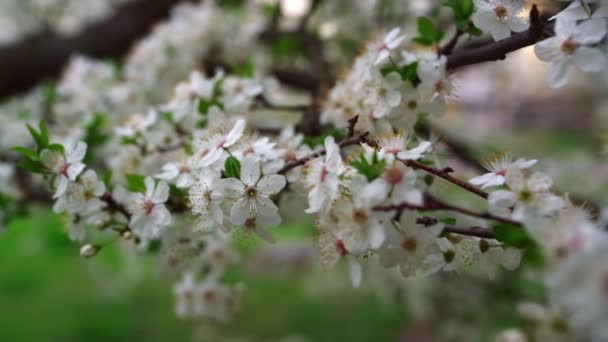 Sakura flowers blooming. Close up white flowers blossom on cherry tree — стоковое видео