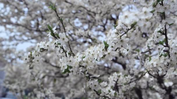 Takken van kersenbomen in het lage zicht. Witte bloemen zwaaien van koude wind. — Stockvideo