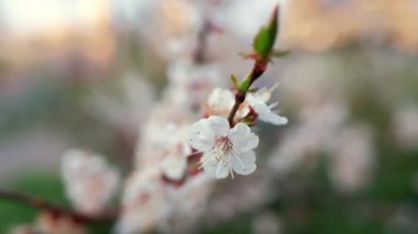 Cherry blooms swaying in beautiful garden. White flowers blooming on tree.