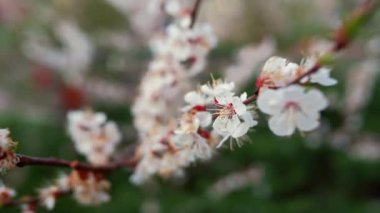 Closeup apricot tree swaying wind. Macro apricot flower blossom in spring garden