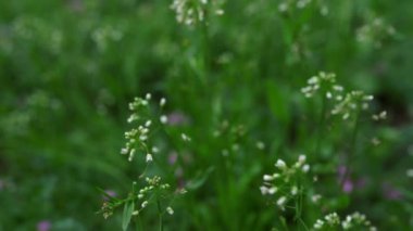 Small white flowers growing in green garden among grass. Cold weather in park.