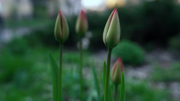 春になると庭に美しいチューリップが咲く。庭の暗い時間. — ストック動画