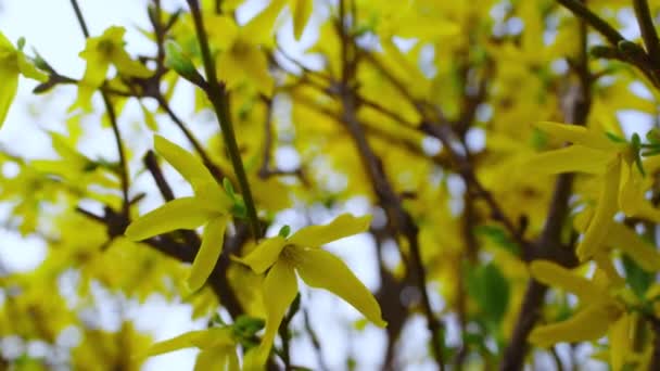Small yellow flowers of big bush swaying of wind in beautiful garden. — Video