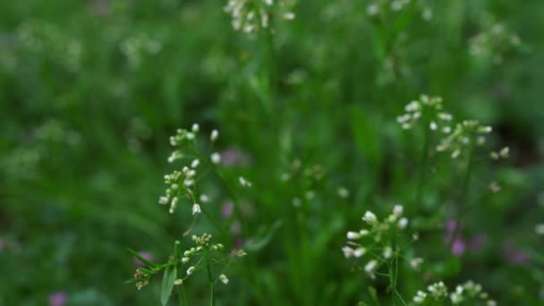 Small white flowers growing in green garden among grass. Cold weather in park. — Video Stock