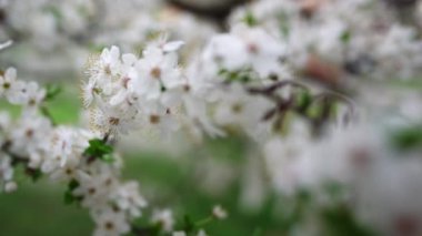 White cherry tree blossom in spring garden. White flowers blooming cherry 