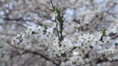 Bloom of cherry trees growing in beauty garden. Meditation mood in spring.