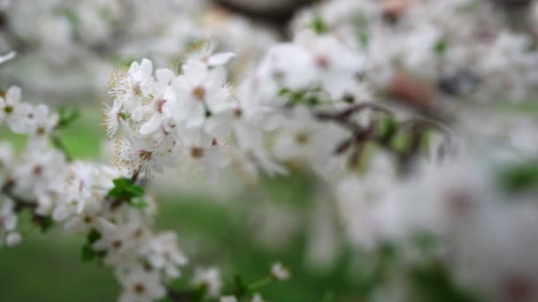 White cherry tree blossom in spring garden. White flowers blooming cherry — Stockvideo