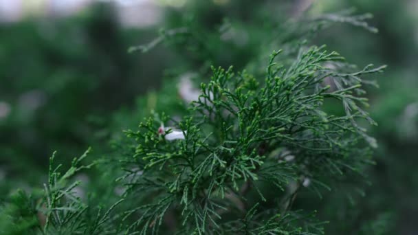Green bush swaying wind at garden. White cherry flower on thuja tree branch — стоковое видео