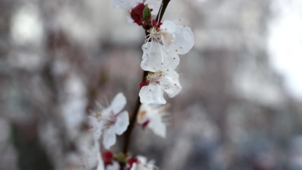 One cherry branch blooming on tree. White flowers swaying on trees. — 비디오