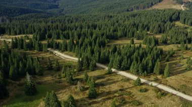 Kayalık orman havası manzaralı yol güneşli yaz günü yeşil çayırlık arka plan