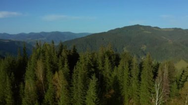 Drone morning in mountains green beautiful trees forest cloudless sky background