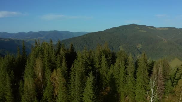 Drone morning in mountains green beautiful trees forest cloudless sky background — Vídeos de Stock