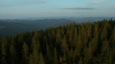 Drone amazing mountain landscape view charming green spruce trees growing