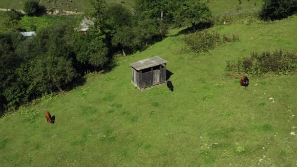 Aerial cows in mountains view eating fresh green grass spring warm rural day — Vídeo de stock