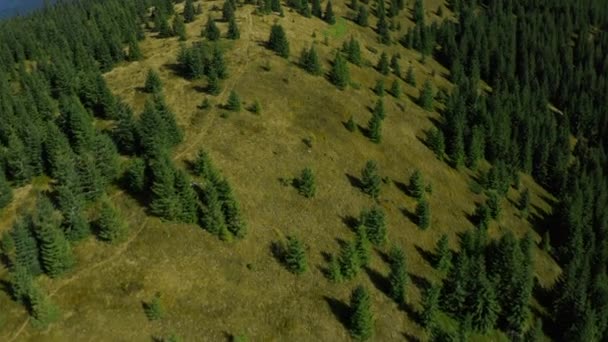 暖かい夏の日に素晴らしいトウヒの森の景色を望む空中平和な緑の丘 — ストック動画